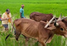 अपनी माटी और खेती-किसानी से मुख्यमंत्री विष्णु देव साय का आत्मीय जुड़ाव
