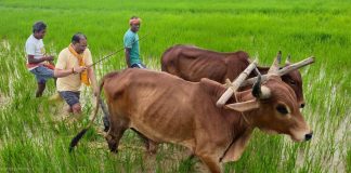 अपनी माटी और खेती-किसानी से मुख्यमंत्री विष्णु देव साय का आत्मीय जुड़ाव