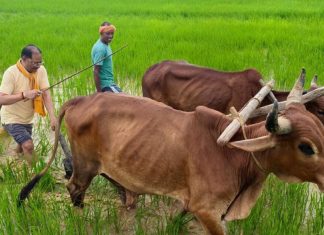 अपनी माटी और खेती-किसानी से मुख्यमंत्री विष्णु देव साय का आत्मीय जुड़ाव