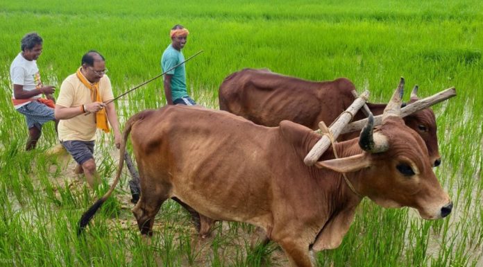 अपनी माटी और खेती-किसानी से मुख्यमंत्री विष्णु देव साय का आत्मीय जुड़ाव