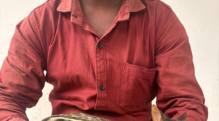 वन विभाग की तत्परता से माउस डियर को मिला जीवन, उपचार के बाद प्राकृतिक आवास में सुरक्षित वापसी