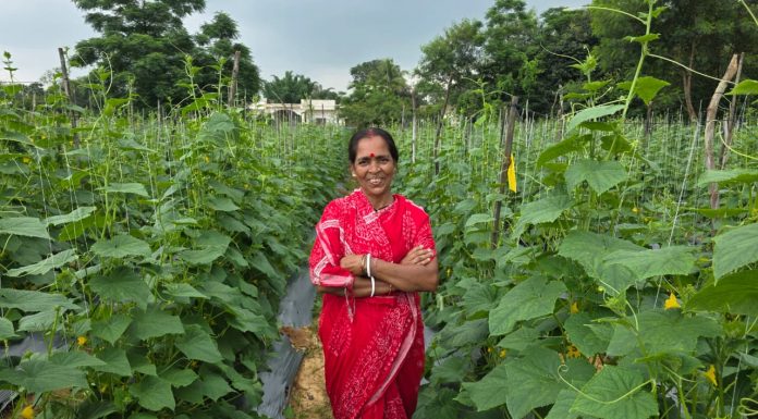 बिहान से बहनों को मिला आर्थिक संबल, खीरे की खेती से सुभद्रा मंडल ने लिखी आत्मनिर्भरता की नई कहानी