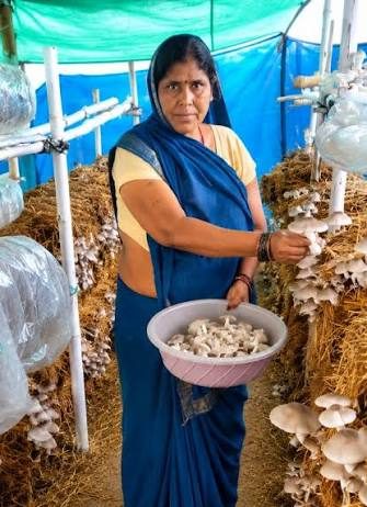 आत्मनिर्भरता की नई मिसाल- खेतों से मशरूम उत्पादन तक मिथिला दीदी ने लिखी सफलता की नई कहानी